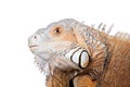 Green Iguana on white Royalty Free Stock Photo