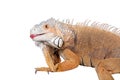 Green Iguana on white Royalty Free Stock Photo