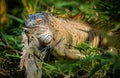 Green Iguana in the wild Royalty Free Stock Photo