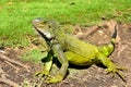 Green IguanaIguana iguana Royalty Free Stock Photo