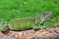 Green IguanaIguana iguana Royalty Free Stock Photo