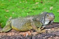 Green IguanaIguana iguana