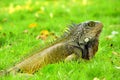 Green IguanaIguana iguana