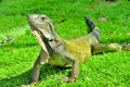 Green IguanaIguana iguana Royalty Free Stock Photo