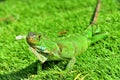 Green IguanaIguana iguana