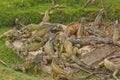 Green Iguanas in a city park Royalty Free Stock Photo