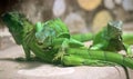 Green Iguanas walking on ground in a zoo Royalty Free Stock Photo