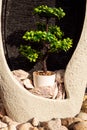 Green ikebana mini tree in a water running outdoor decoration.