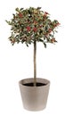 Green Ilex aquifolium potted plant with red fruits Royalty Free Stock Photo