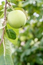 Green immature apple on a branch of the tree in the garden