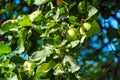 Green immature apples in an apple orchard