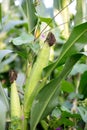 Green immature corn cobs are growing Royalty Free Stock Photo