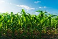 Green immature corn. Fresh green corn plants on the field in summer Royalty Free Stock Photo