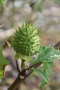 A green, immature Devils Weed or Jimsonweed seed pod containing poisonous seeds. Royalty Free Stock Photo