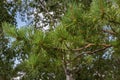 Green immature lumps on pine branch