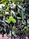 Green immature lychee fruit