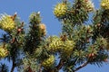 Pseudotsuga Macrocarpa Ovulate Cone - San Rafael Mtns - 042822 Royalty Free Stock Photo