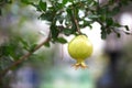 Green and immature pomegranate close-up