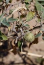 DATURA WRIGHTII FRUIT - TWENTYNINE PALMS - 080820 C Royalty Free Stock Photo