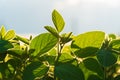 Green immature soy close up. Fresh green soy plants on the field in summer. Leaves soy stretch towards the sun Royalty Free Stock Photo