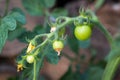 Green immature tomatoes. Agriculture concept.