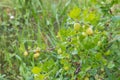 Green immaturity gooseberry on the plant in a garden Royalty Free Stock Photo