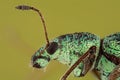Green Immigrant Leaf Weevil, Weevil, Polydrusus sericeus Royalty Free Stock Photo