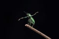 Green Immigrant Leaf Weevil standing in a tree Branch in black background stock photo Royalty Free Stock Photo