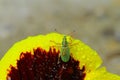 Green Immigrant Weevil Royalty Free Stock Photo