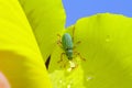 Green Immigrant Weevil Royalty Free Stock Photo
