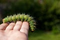 Imperial Moth caterpillar on a branch Royalty Free Stock Photo