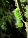 Green Imperial Moth Caterpillar (Eacles imperialis) Royalty Free Stock Photo