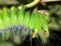 Green Imperial Moth Caterpillar (Eacles imperialis) Royalty Free Stock Photo