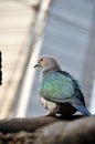 Green Imperial Pigeon Royalty Free Stock Photo