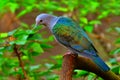 Green imperial pigeon Royalty Free Stock Photo