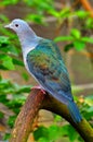 Green imperial pigeon Royalty Free Stock Photo