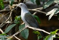 Green Imperial Pigeon (Ducula aenea) Royalty Free Stock Photo