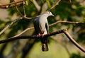 Green Imperial Pigeon (Ducula aenea) Royalty Free Stock Photo