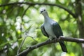 Green imperial pigeon Royalty Free Stock Photo