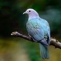 Green Imperial Pigeon Royalty Free Stock Photo