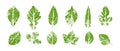 Green imprints of leaves of trees and shrubs set Royalty Free Stock Photo