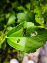 Green incect and green leaf photography background Royalty Free Stock Photo