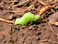 Green Inch Worm