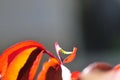 Green inch worm climbing red leaves of new growth on rose plant