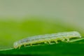 Green Inch Worm