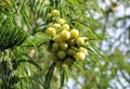 Green Indian gooseberry or phyllanthus emblica