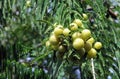 Green Indian gooseberry or phyllanthus emblica