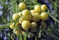 Green Indian gooseberry or phyllanthus emblica