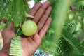 Green Indian gooseberry or phyllanthus emblica