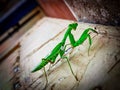 Green indian mantis